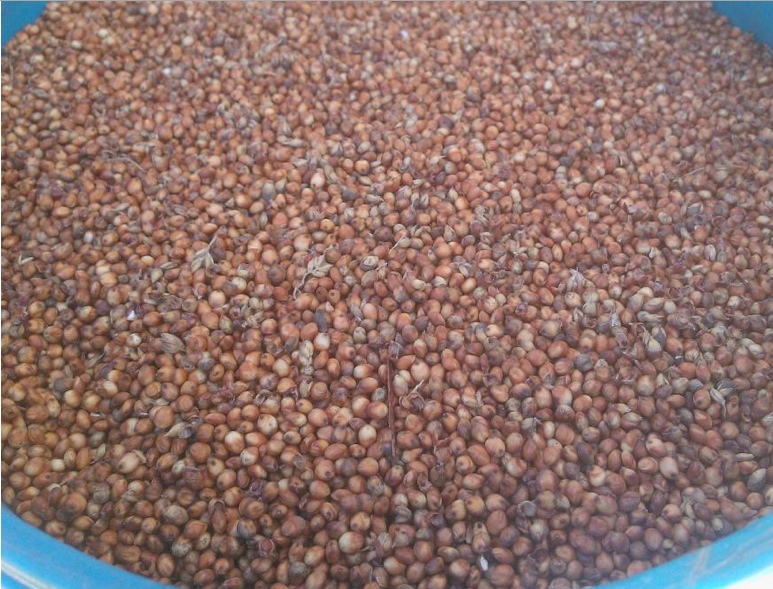 For Sale Grain & Seed For Sale